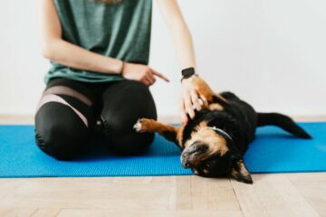 A dog is being scolded for lying on a yoga mat